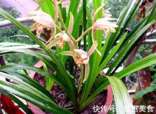 家庭养兰花,就怕4种错误养护,难怪总是养不好