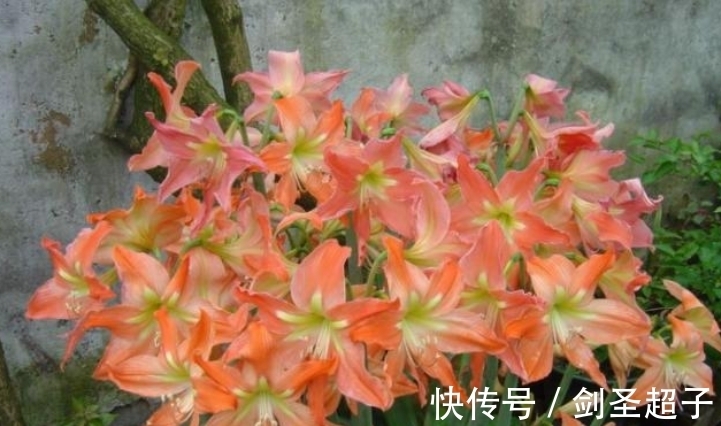 网红封蜡朱顶红,懂花的人不忍心买,看着就遭罪