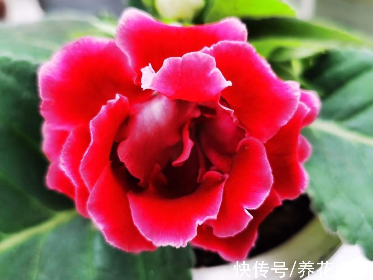 非常耐阴的10种开花植物,还有吉祥好兆头,养上一盆好运连连