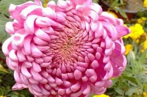 养花试试这几款，很适合阳台养护，一年四季开不停