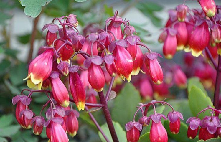 4种花是爆盆“能手”，财源滚滚来，招财又开运，你养了吗？