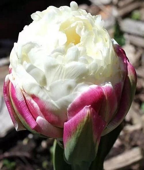 此花是十分稀有花卉，花开清爽怡人，像极了冰淇淋独特靓丽惹人爱