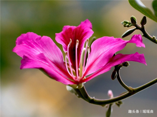 此花因其型而得名,给人情意绵绵的暖意,多有家庭和美之意