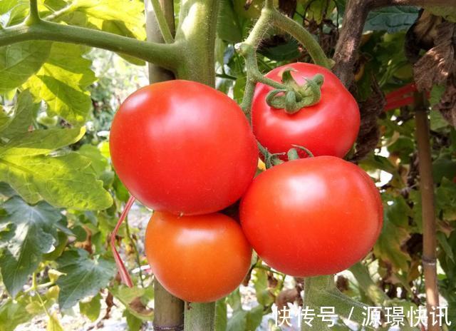鉴别|买西红柿时要小心“激素西红柿”,学会4个方法,轻松鉴别