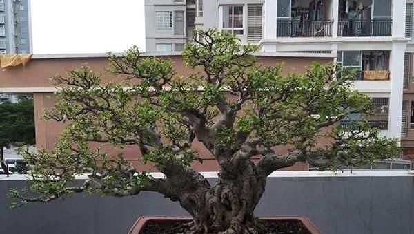 盆景|树桩盆景养护心得,造型、浇水、换盆这5点最关键