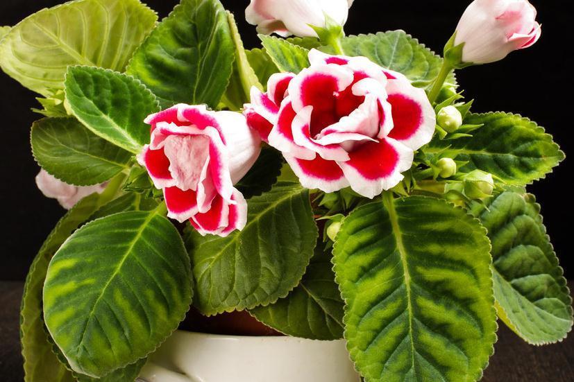 北阳台不适合养花,5种花,在北阳台轻松开出花海