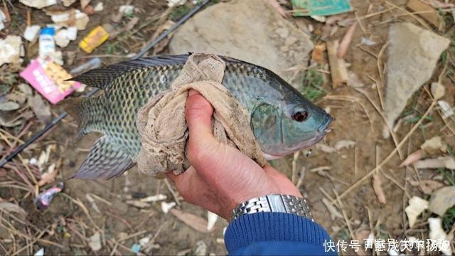 入侵|这2种鱼已成功“入侵”我国，吃货也束手无策，钓到该如何处理
