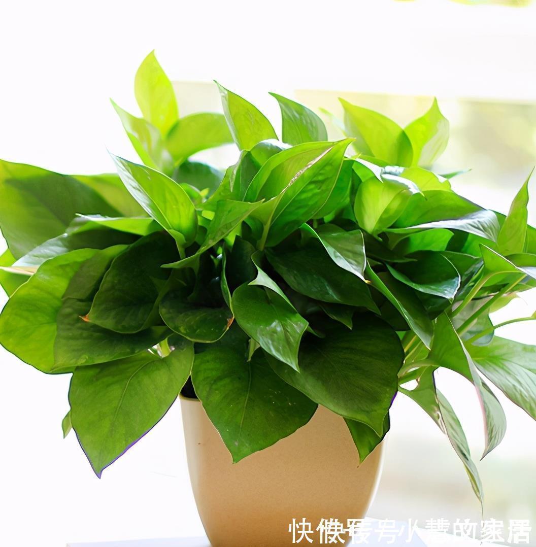 冬天如何养好绿箩，注意这4点，不黄叶还长势好