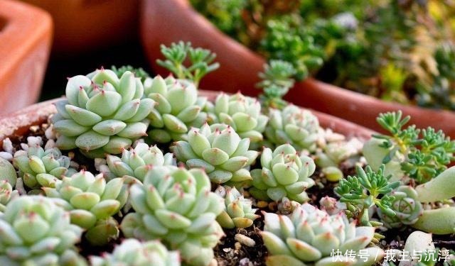 6种多肉“又美又难养”,新手不敢碰,浇水必黑腐,一入夏就剩盆!