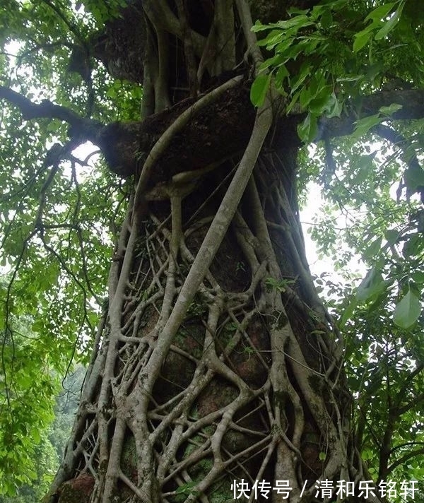 植物界奇葩TOP20,眼界又被刷新了!