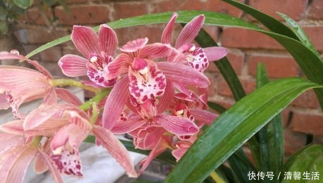 老兰友|养兰花,浇水牢记3句话,兰花10年不烂根,越长越壮