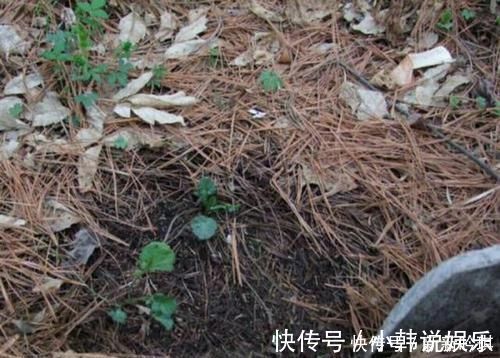 松树皮|一种“万能土”，养花的人抢着挖，养兰花、君子兰杠杠滴