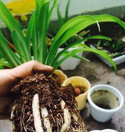 腐叶土|养花用什么土好这样“用土”,土不板结,茁壮生长,开花很旺