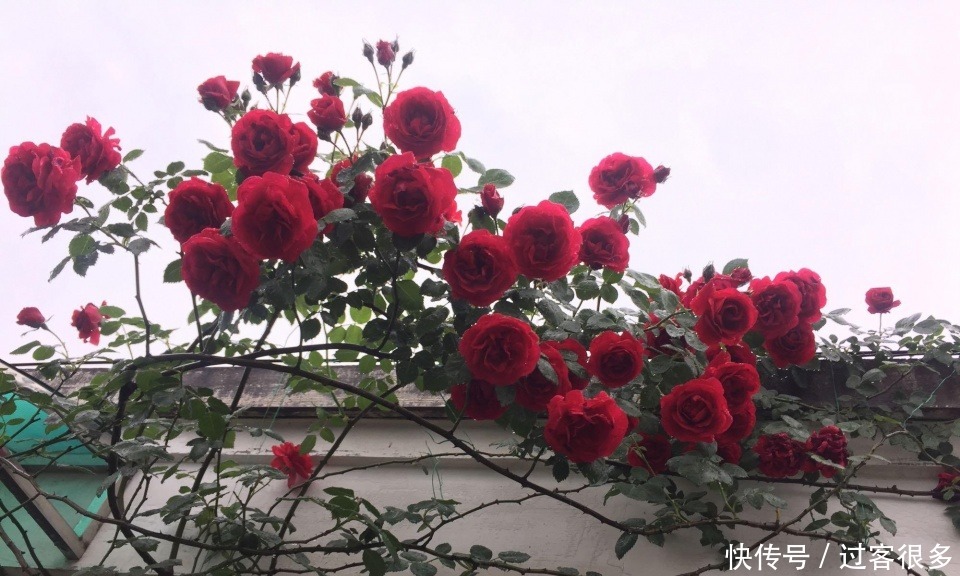 喜欢牡丹,不如养盆森之炎,花开如火舞凤凰,艳丽多姿,妩媚妖娆