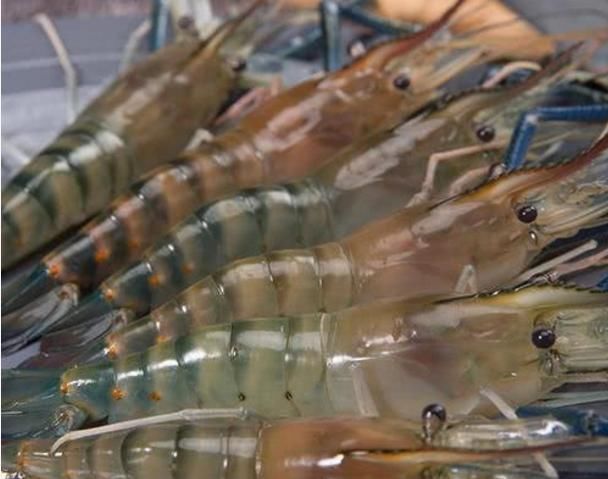 营养价值|虾头里面的黄色物质不能吃?是虾屎还是虾黄,别被蒙在鼓里了