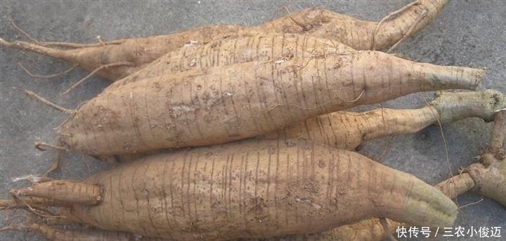 小花|乡下一种不起眼的小花,根茎竟是千年人参,如若遇到一定别放过