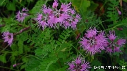 农村|农村人视而不见的野花,有破血通经的功效,是中医眼中的宝贝