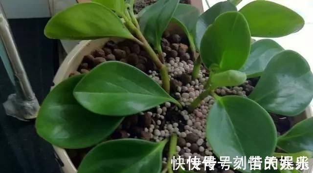 养花爱好者看过来这15种花现在“扦插”,生根快,一个周就长芽