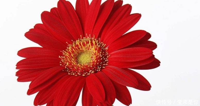 这种美丽的花朵有个很美的名字,有清肝明目、降压、降脂的作用