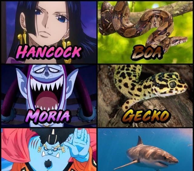 海贼王每个角色都代表一种动物,索隆是猛虎,为何山治是鸭子