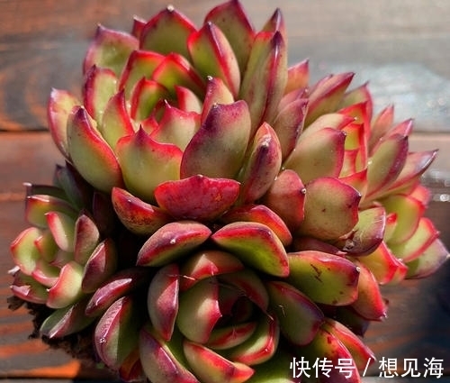 阳台也能养出漂亮多肉,这5款莲座肉肉,好养又省心,新手放心养