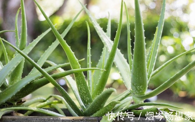 最受欢迎的“5种花”,好养又漂亮,开花还特漂亮,新手也养得好