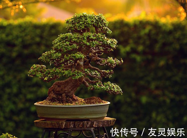 养出“这样的”金枝玉叶,需要“硬功夫”,学会4招,一盆上千块