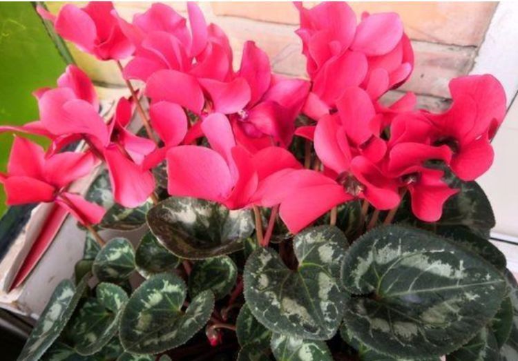 养花就养这几款,全年开花不停,关键还很便宜,懒人新手都能养好