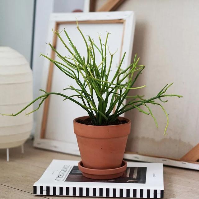 常见的20种有毒花草,有老人、小孩、宠物的家庭千万注意