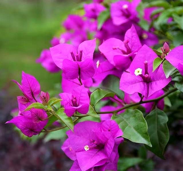 想让三角梅疯狂的开花，要切记一点，不然施肥、控水也不行