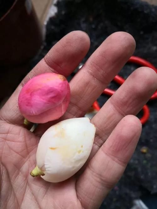 7种花冬天要“春化”，必须冻满1个月，不然落花落蕾不开花！