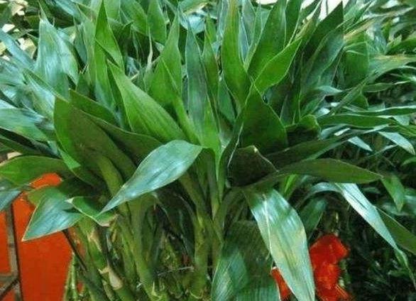 网购狂欢节,3种绿植最受欢迎,大气,上档次,空气特别好