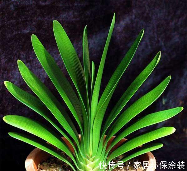 加点|君子兰3年不见长?浇水加点酒,芽多、根粗、叶绿,开花多