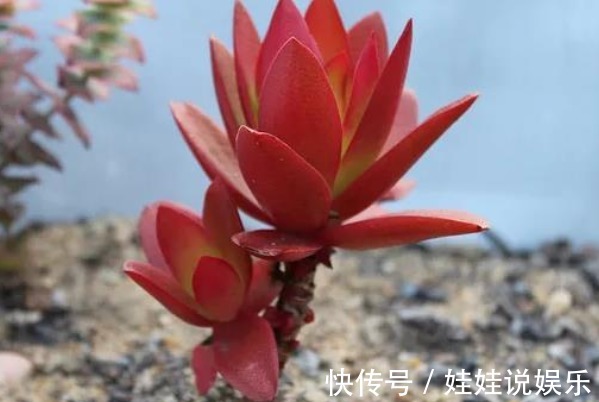 多肉火祭时不时变绿，当你知道这些原因后，保证它又能火起来