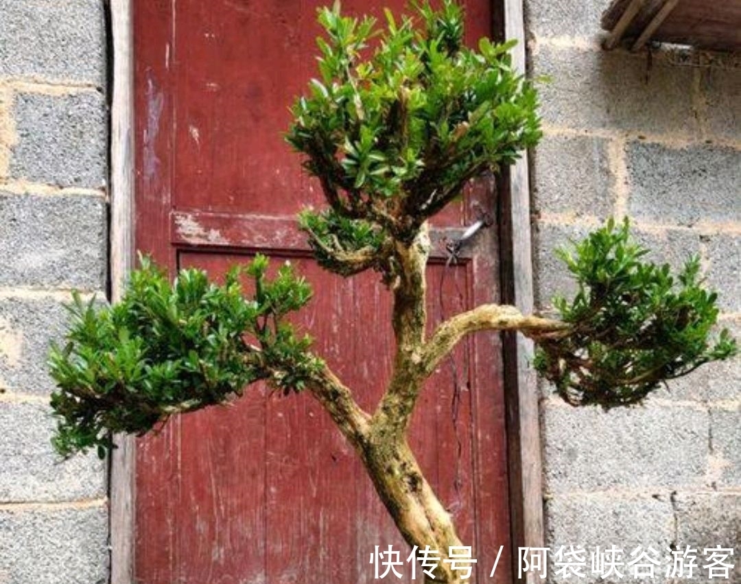 栽种|注意几点，黄杨也能制作成美丽盆景