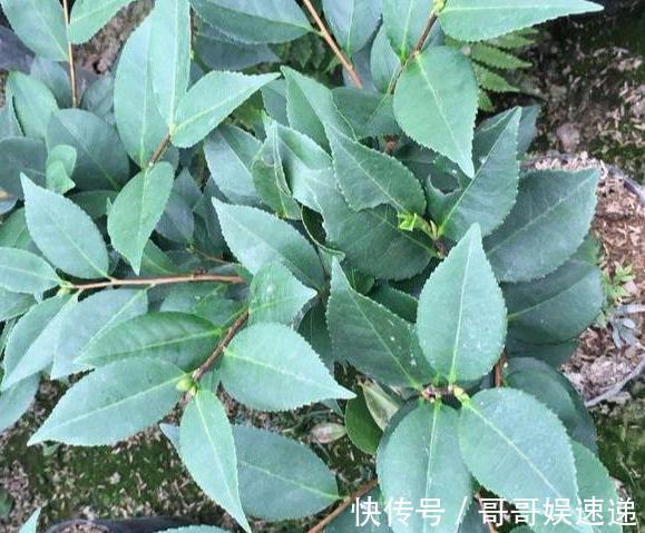 养殖茶花,盆栽里放上它们,保管枝叶繁茂长爆盆、嗖嗖窜花