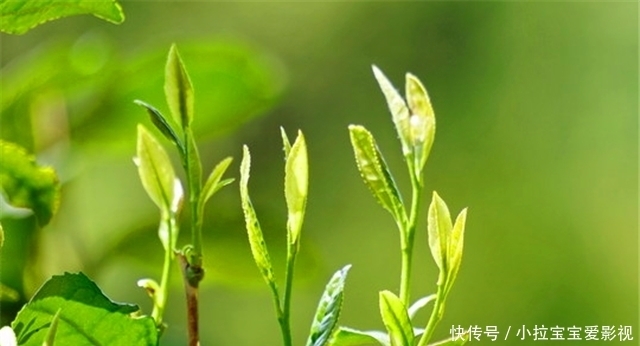 茶叶|小茶叶也能加工成大美学,清朝“茶叶之美”为何能盛行?
