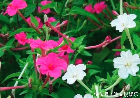 喜欢菊花,不如养盆“地雷”花,似桃吐丹霞,亲切妖娆