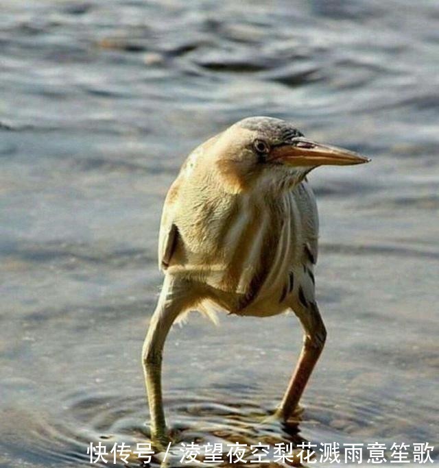 剪不剪|小长假不看点沙雕图怎么过!这世上竟有如此沙雕的手办!