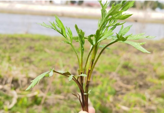 野菜|春天挖野菜，送你56种野菜大图片，带你见识不同的野菜和吃法