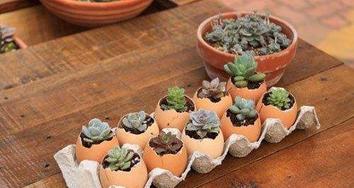 称赞|她从不买“花盆”，种出来的花却美的让人称赞，朋友都来向她学习