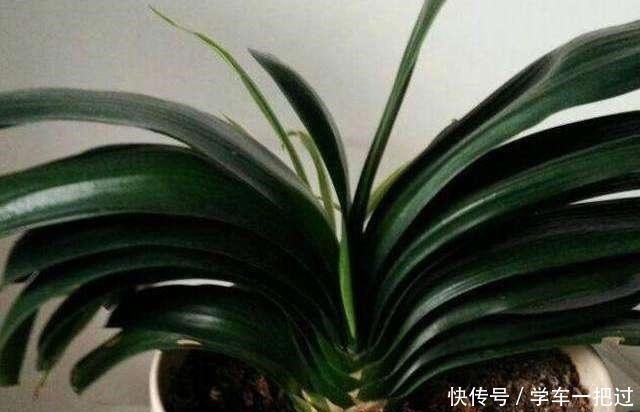 君子兰不见长，是僵苗还是养护不当教你“4招”，快速恢复活力！