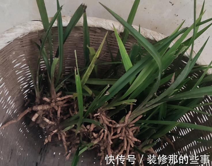 体检|6种情况,要给兰花翻盆,第1是“例行体检”,后2种建议忍耐一下