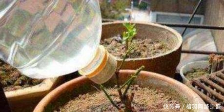 不用|老花匠养花从不用啤酒、淘米水,仅在盆里倒点“它”,养啥爆啥!