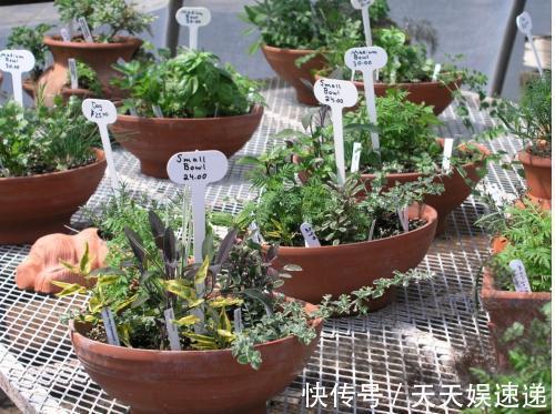 用过的油桶、鸡蛋壳别扔，用来养花，养1盆爆1盆，省钱又环保！