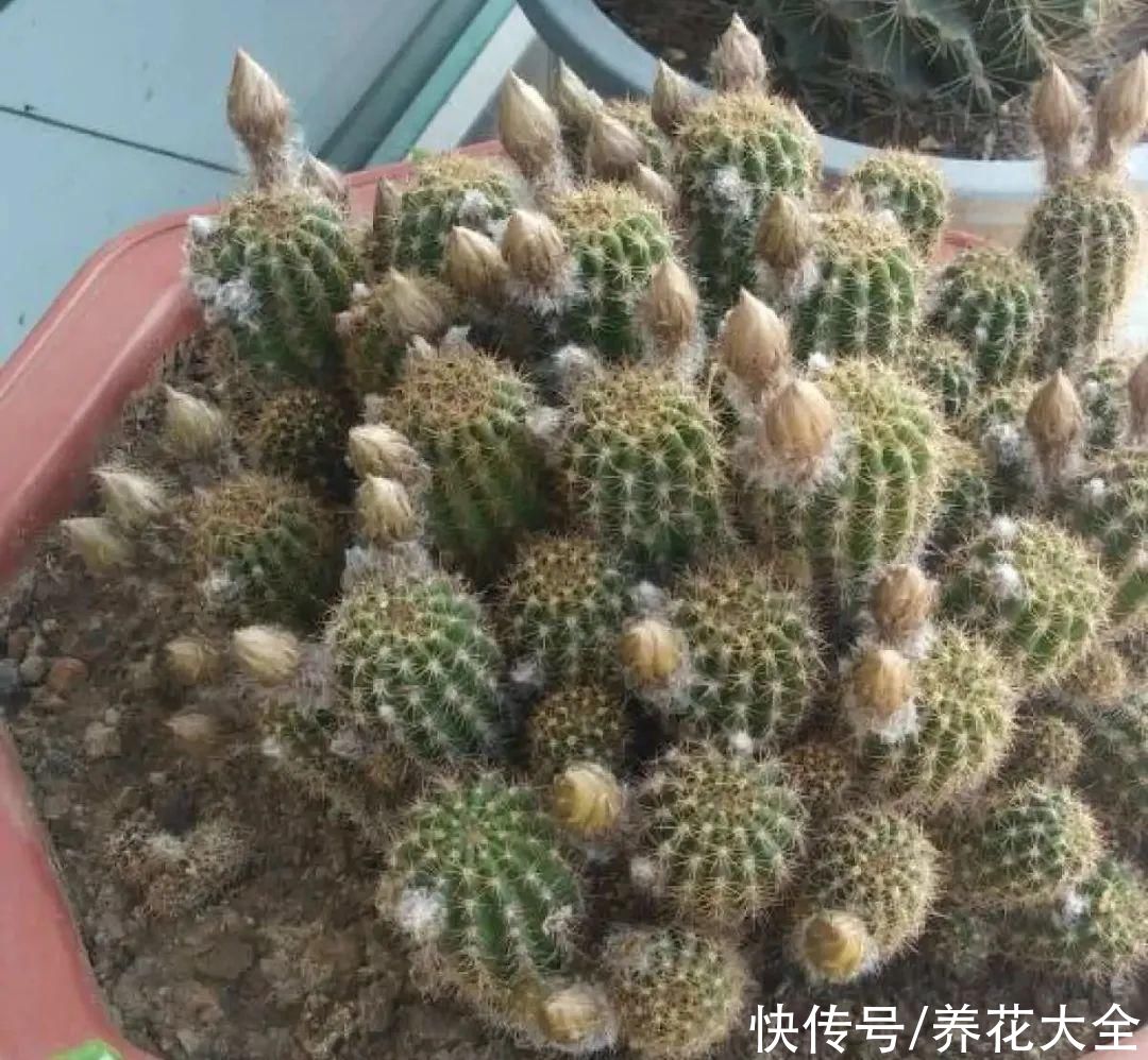 耐旱|10种“养不死”的花，绿萝只能排最后一名，养死3种以上的举手