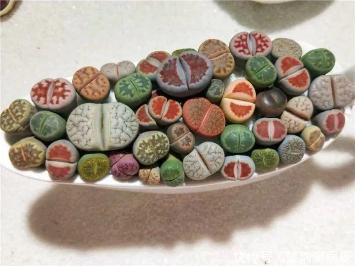 生石花|6种多肉太难养，赶紧留个种，省得每年都要重新买！