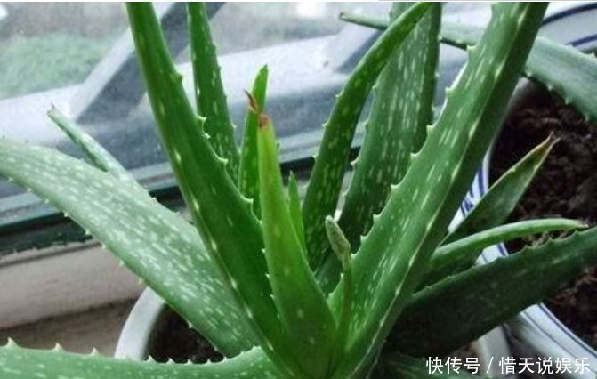 4种花,堪称“花草之王”,特别耐旱,1个月不浇水,开出漂亮花朵