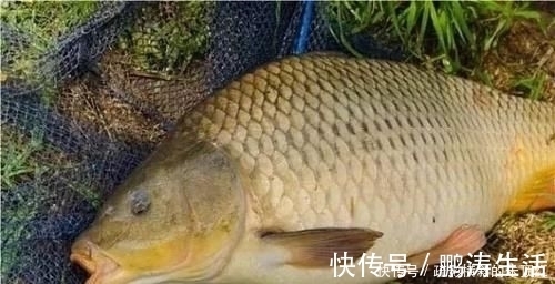 鲤鱼最爱吃什么野钓多年终于得出答案,五种鲤鱼无法抗拒的好物