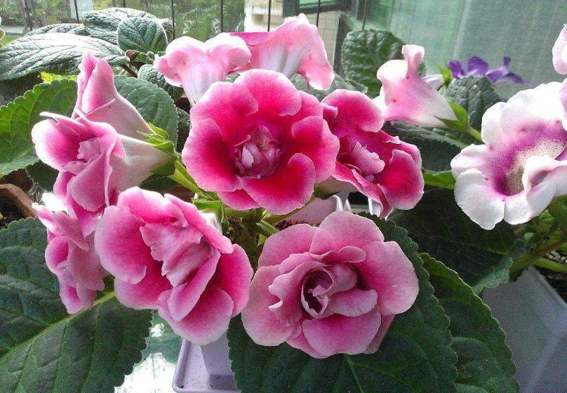 16种耐阴花，就算阳光不足，也能年年生长、开花